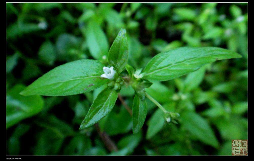 對葉系(植物)