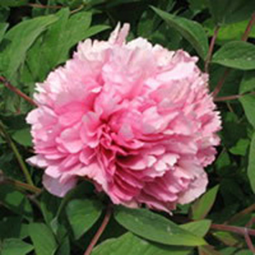 盛丹炉(植物)_时光轴_技点百科