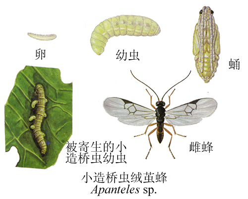 小造桥虫绒茧蜂 (其他生物相关)