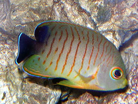 虎纹刺尻鱼(动物)_时光轴_技点百科