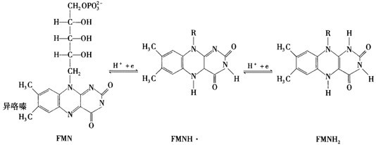 一臂突出于线粒体基质,包括两部分:黄素蛋白,含黄素单核苷酸(fmn)辅基