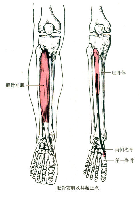 胫骨前肌(神经生物学)胫骨前肌( tibialis anterior)是起自胫骨外侧面