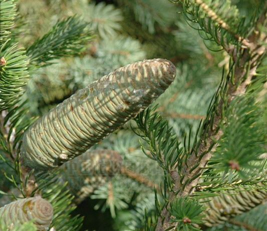 沙冷杉(植物)_技点百科