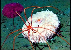 海底两万里巨型海蜘蛛图片