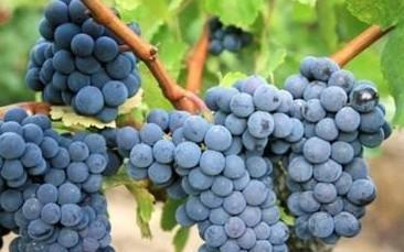 是酿酒葡萄的品种,佳利酿是欧亚种.原产西班牙.