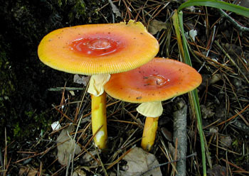 花柄橙红鹅膏菌(其他生物相关)