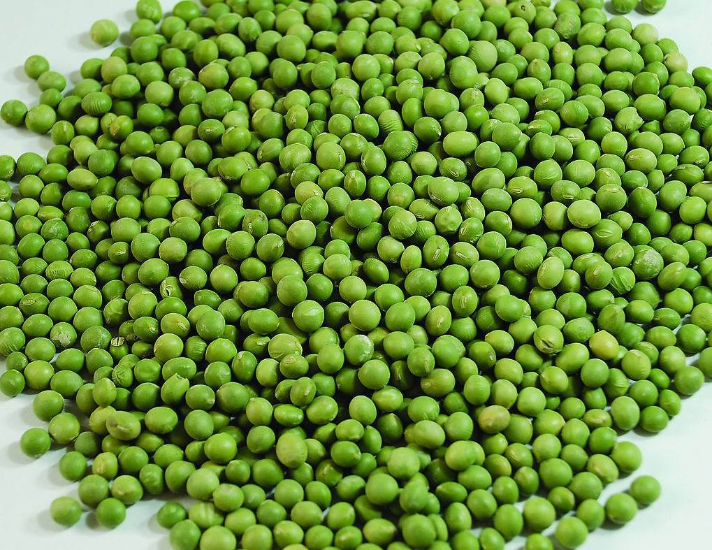 毛绿豆(植物)_技点百科