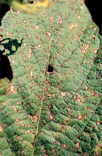 灰斑病(其他生物相关)