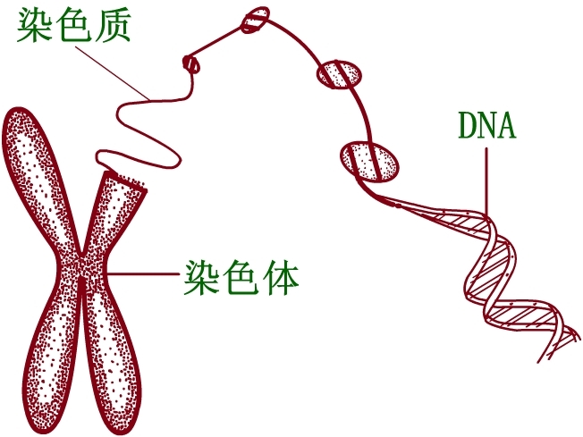 染色单体长什么样图片