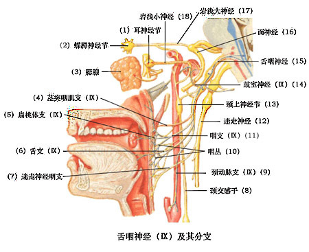 舌神经走行图图片