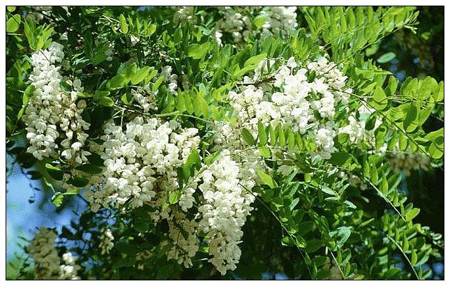 槐花樹 (植物)