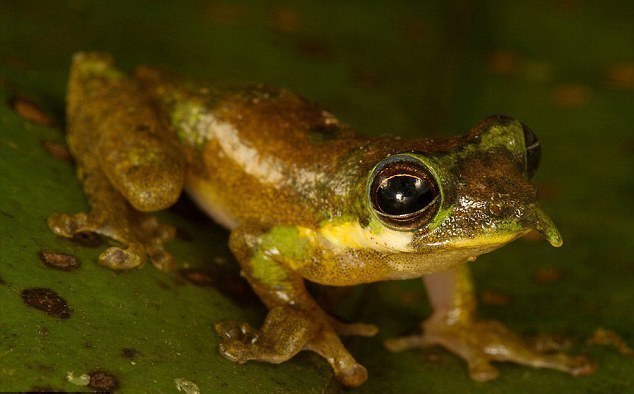 长鼻树蛙 (动物)