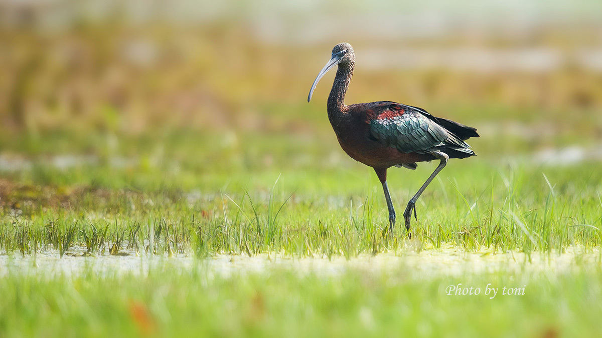 彩䴉鳥(動物)彩䴉(學名:plegadis falcinellus)為䴉科彩䴉屬的鳥類.