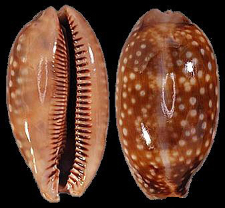 双纹斑马宝螺动物