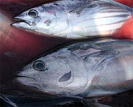 鲣鱼(动物)鲣(jiān)鱼,俗称炸弹鱼,属鲈形总目,金枪鱼亚目,金枪鱼科