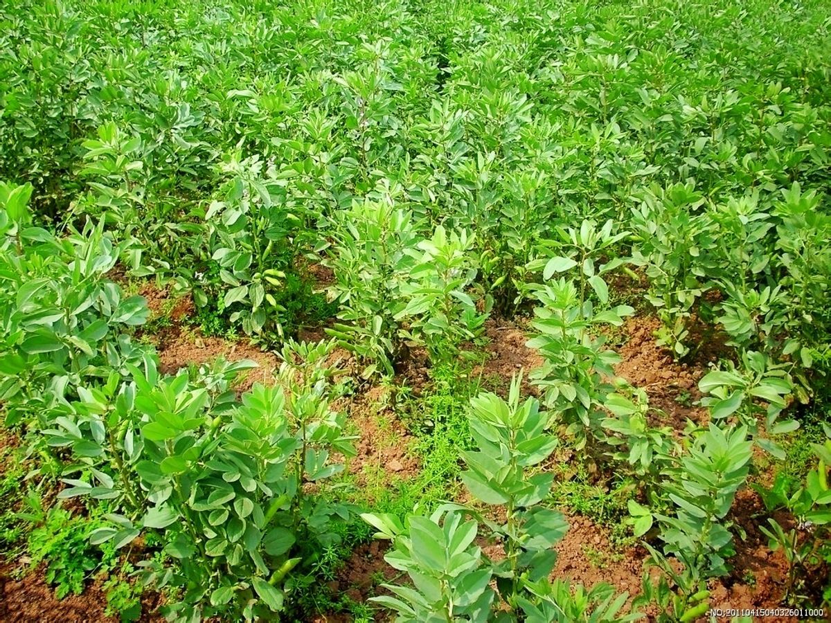 红胡豆七 (植物)