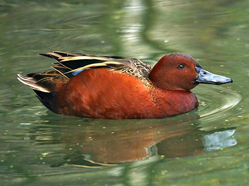 桂红鸭(动物)桂红鸭(学名:anas cyanoptera)羽色