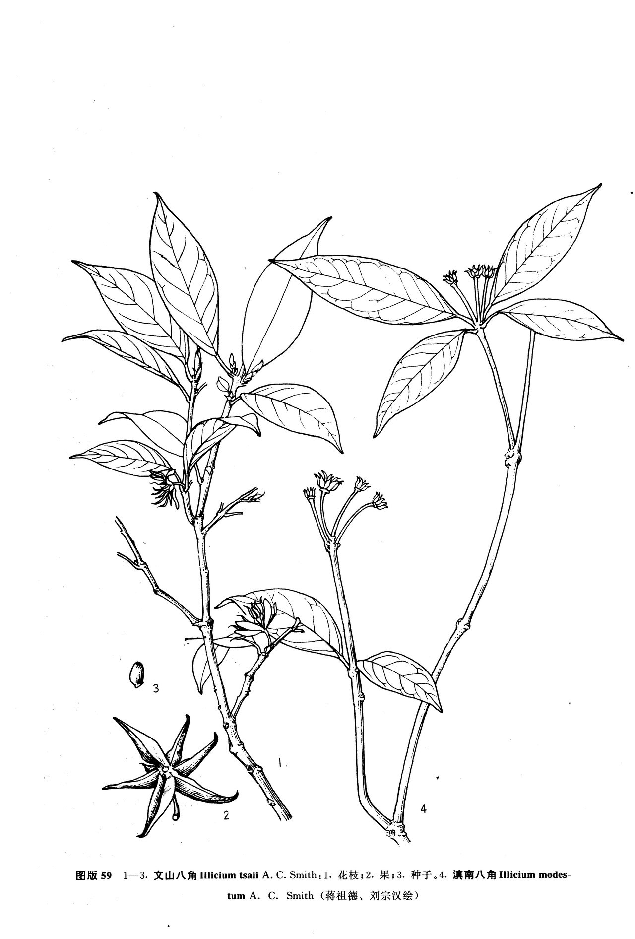 文山八角(植物)_技点百科