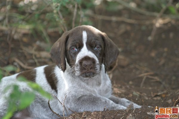 德国刚毛指示犬动物