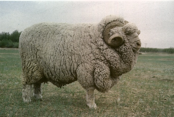 东北细毛羊(其他生物相关)