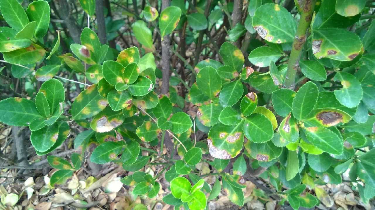 会大面积危害大叶黄杨,导致植物无法正常生长,症状有叶片上病斑部位