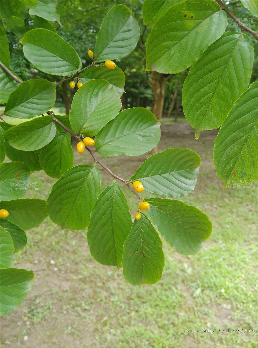 schneid.):鼠李科猫乳属植物.