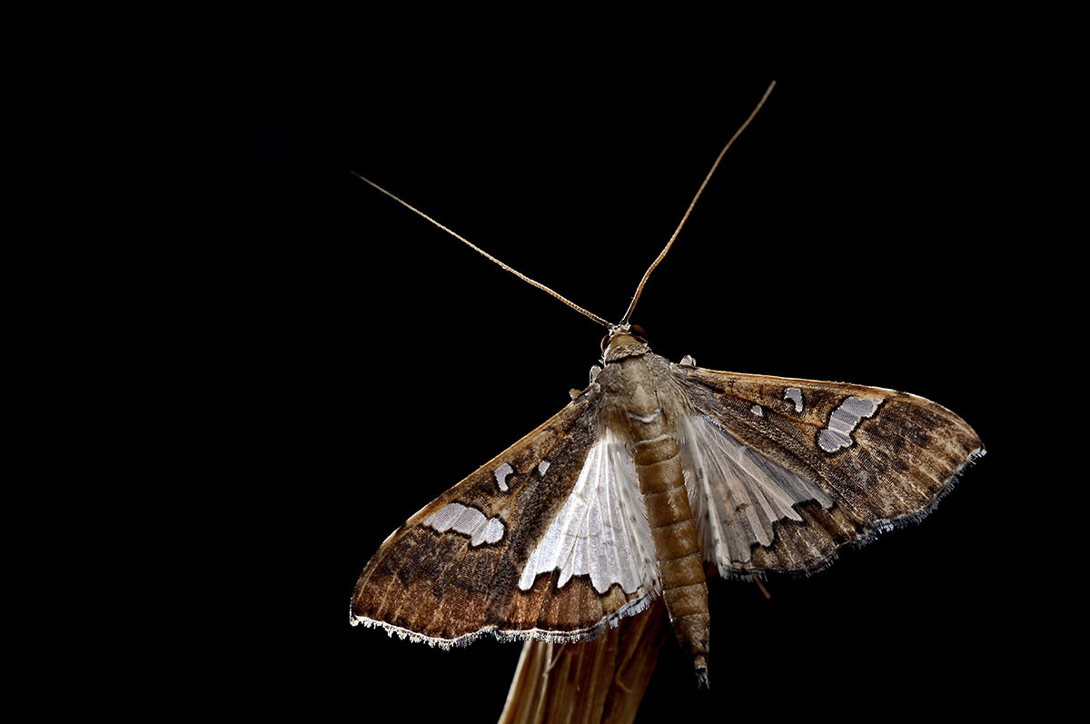 高粱周蛾 (动物)