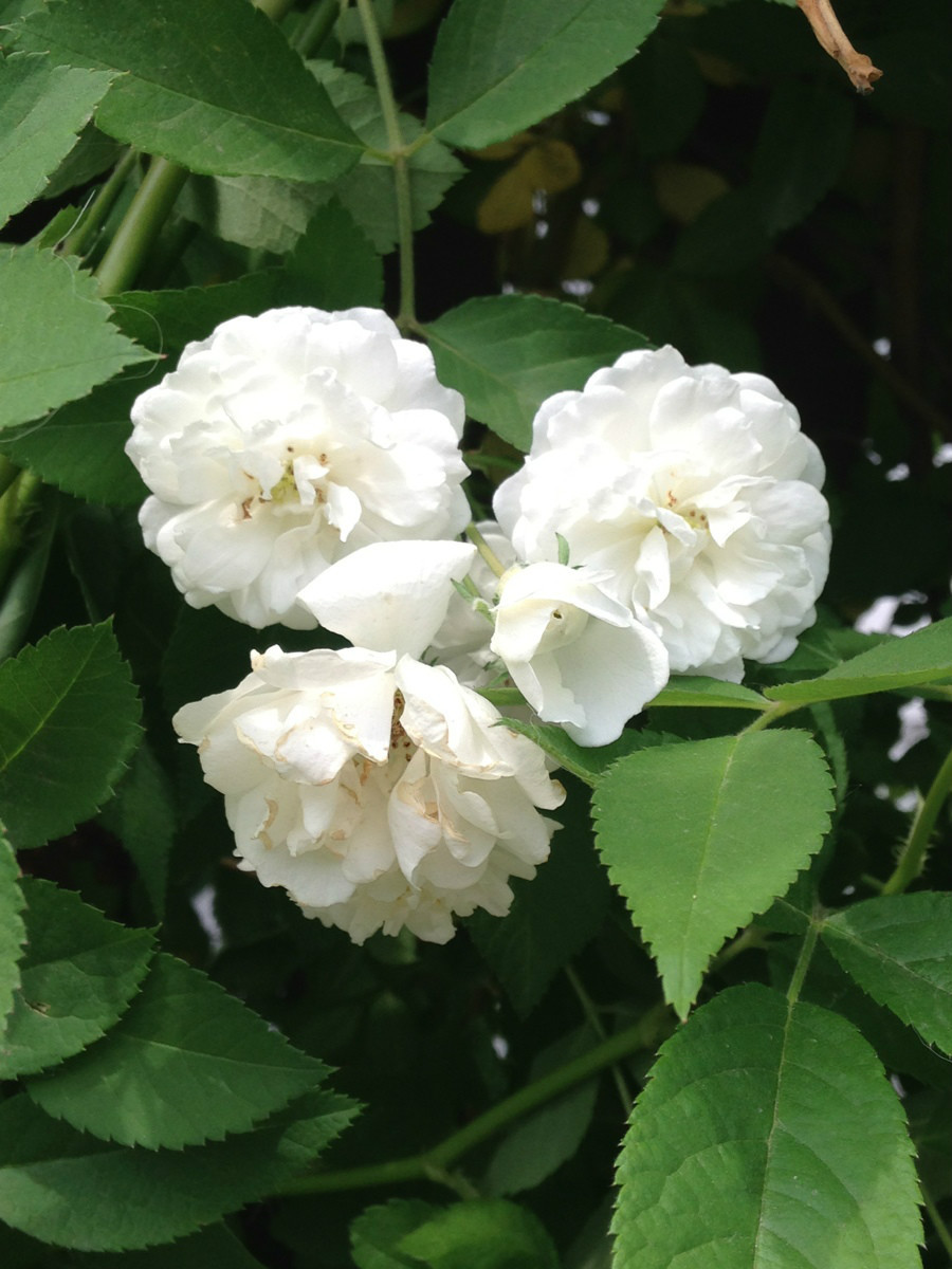 白蔷薇 (植物)