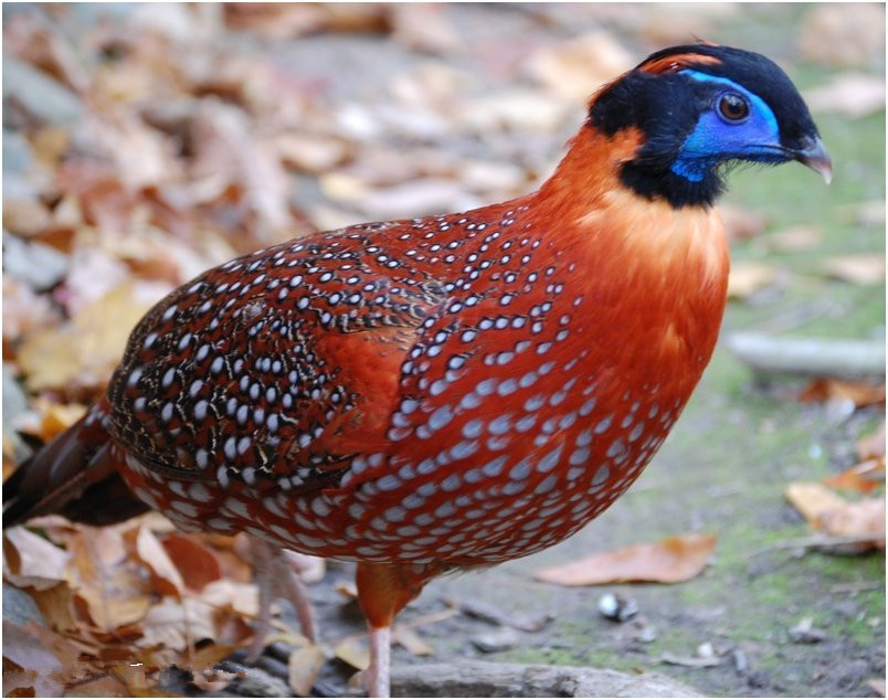 红腹角雉(动物)红腹角雉(学名:tragopan temminckii)属于鸡形目雉科