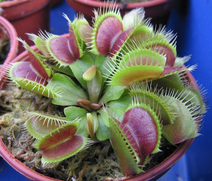 冠军花(植物)_技点百科