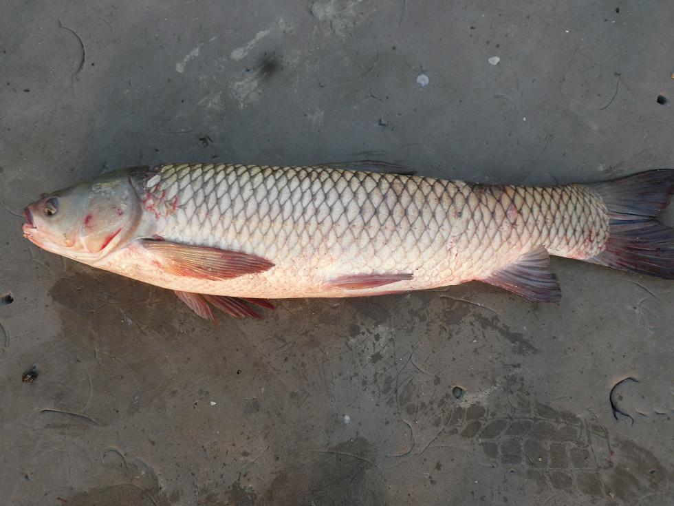 又称白鲩,草根鱼,厚鱼.