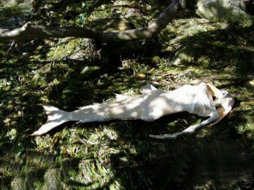 海猿(其他人物相关)