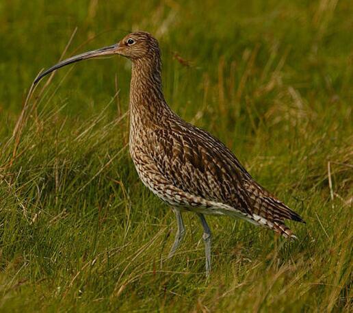 白腰杓鹬(动物)_技点百科