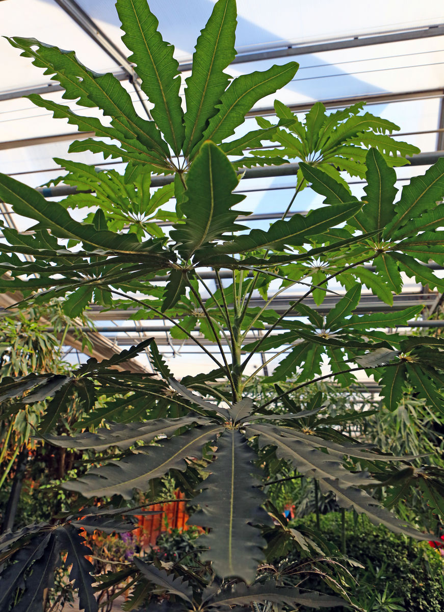 孔雀木(植物)孔雀木(学名:dizygotheca elegantissima)又名:手树,属