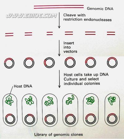 基因组文库医学名词