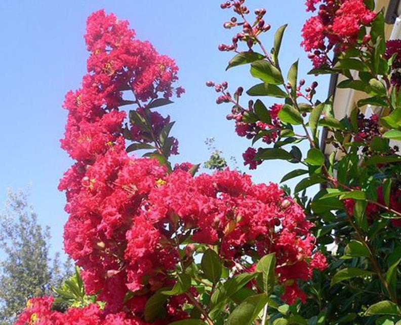 矮紫薇(植物)矮紫薇也称小痒痒树-优良开花地被植物,原产于日本,是