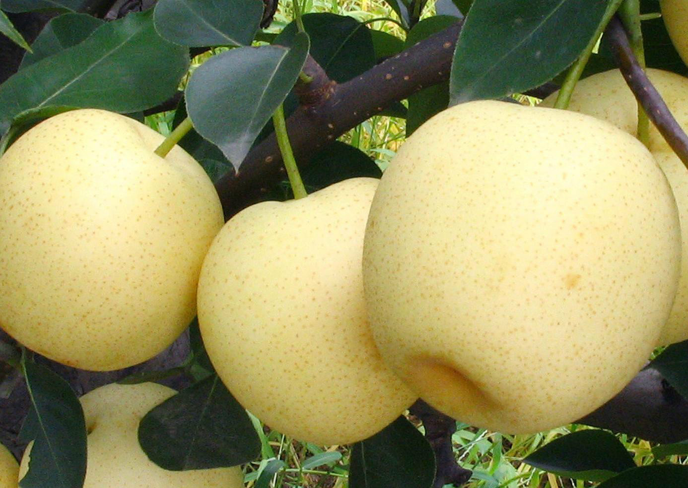 黄金梨(植物)