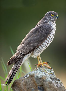 白颊雀鹰(动物)