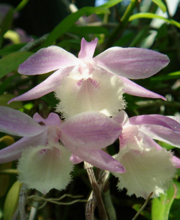 兜唇石斛(植物)_时光轴_技点百科