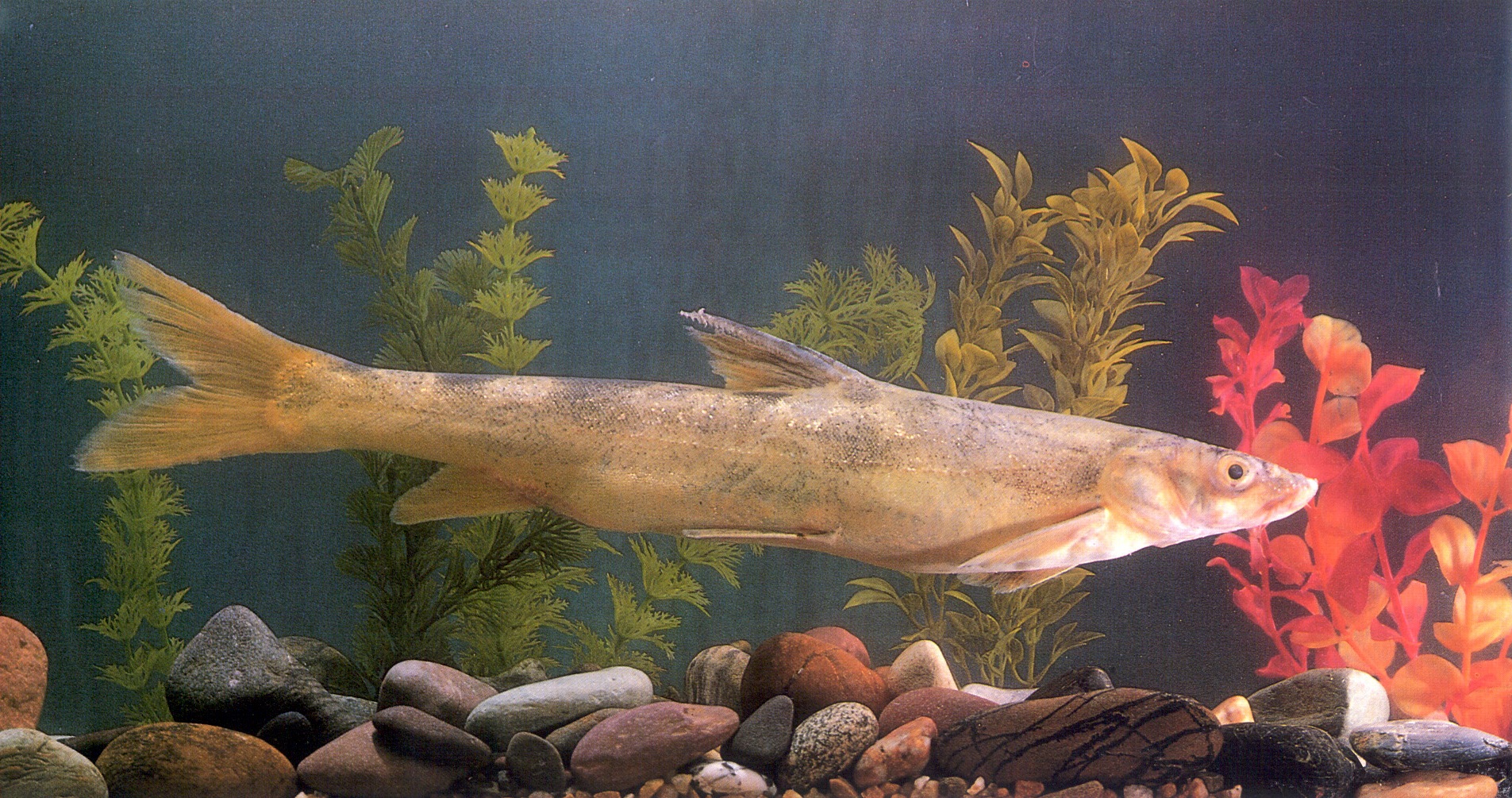 黄河裸裂尻鱼 Schizopygopsis pylzovi - 物种库 - 国家动物标本资源库