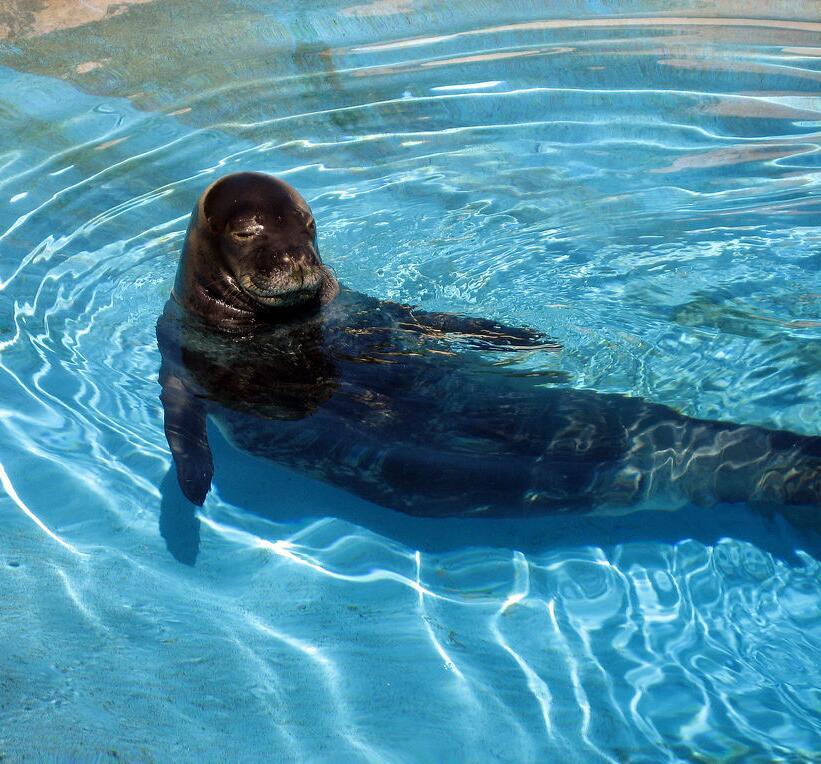 夏威夷僧海豹动物