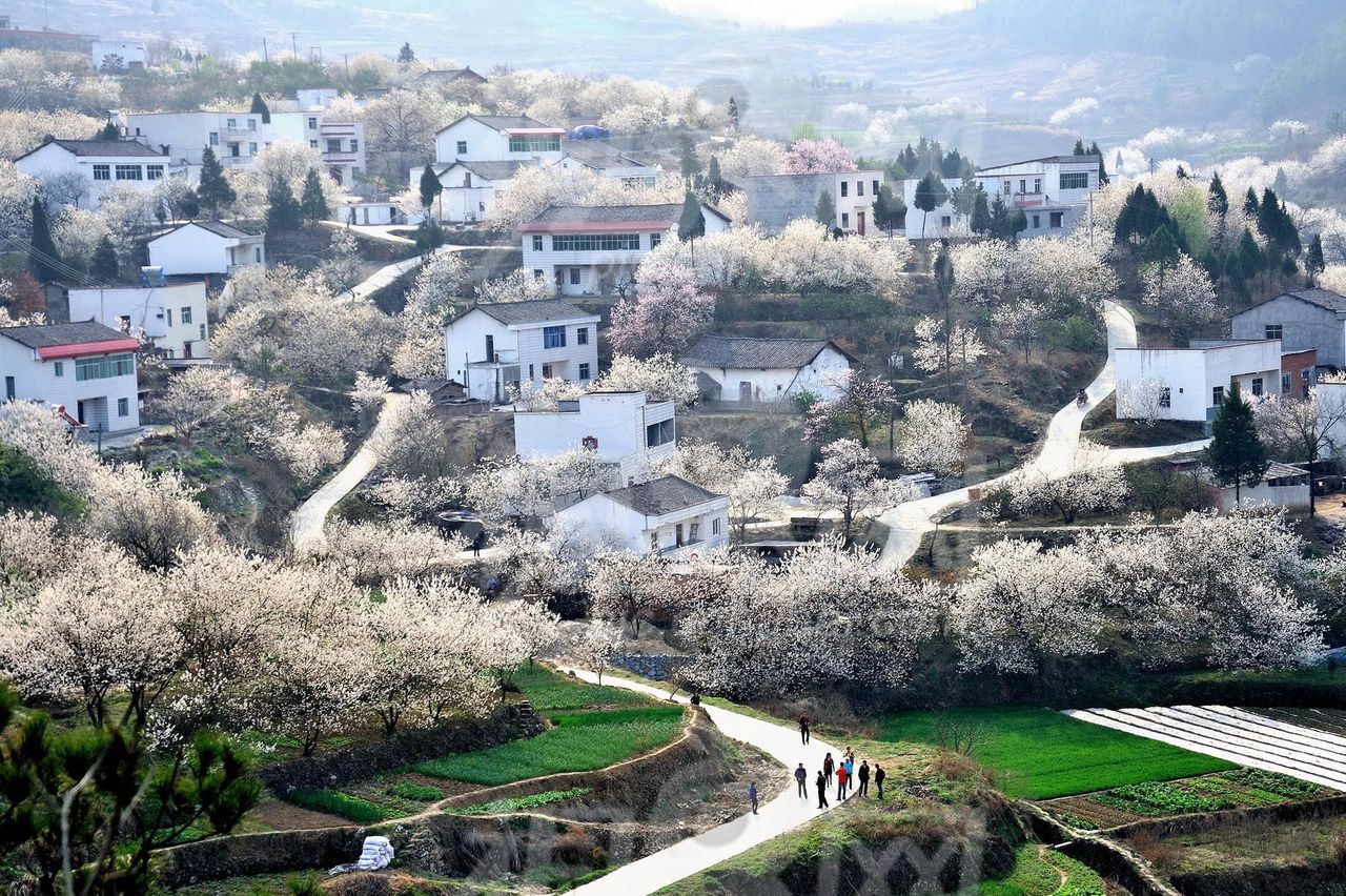 茶店镇行政区划
