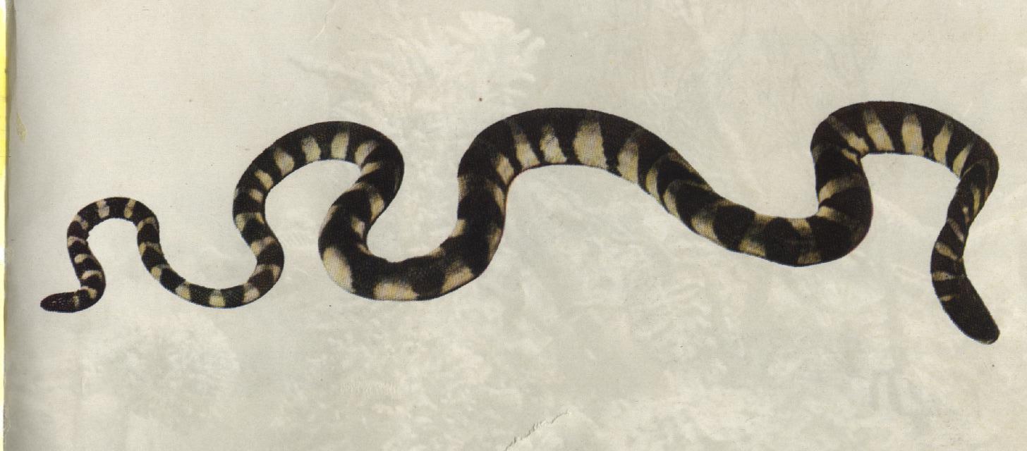 环纹海蛇其他生物相关