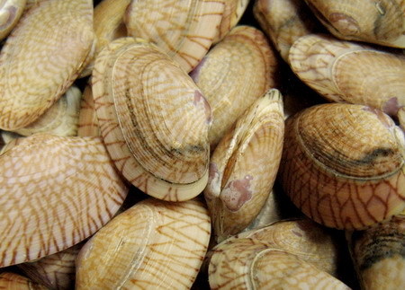 蛤 (其他语言相关)