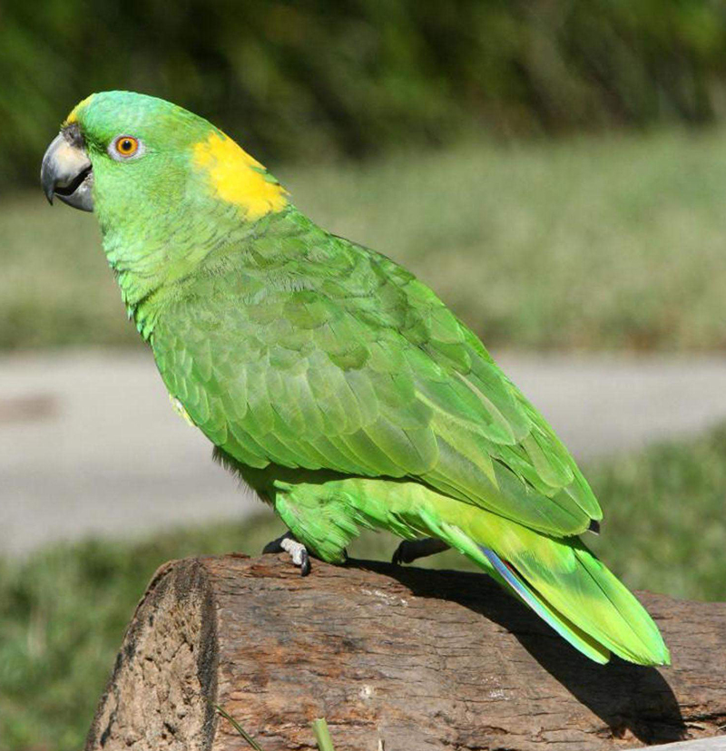 黄颈亚马逊鹦鹉(动物)