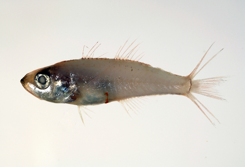 蓝身天竺鲷动物