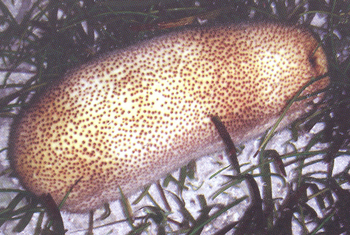 白尼参其他人物相关