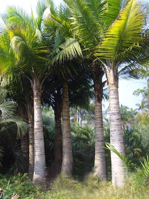国王椰子(植物)