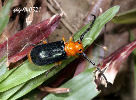 大瘤筒天牛动物
