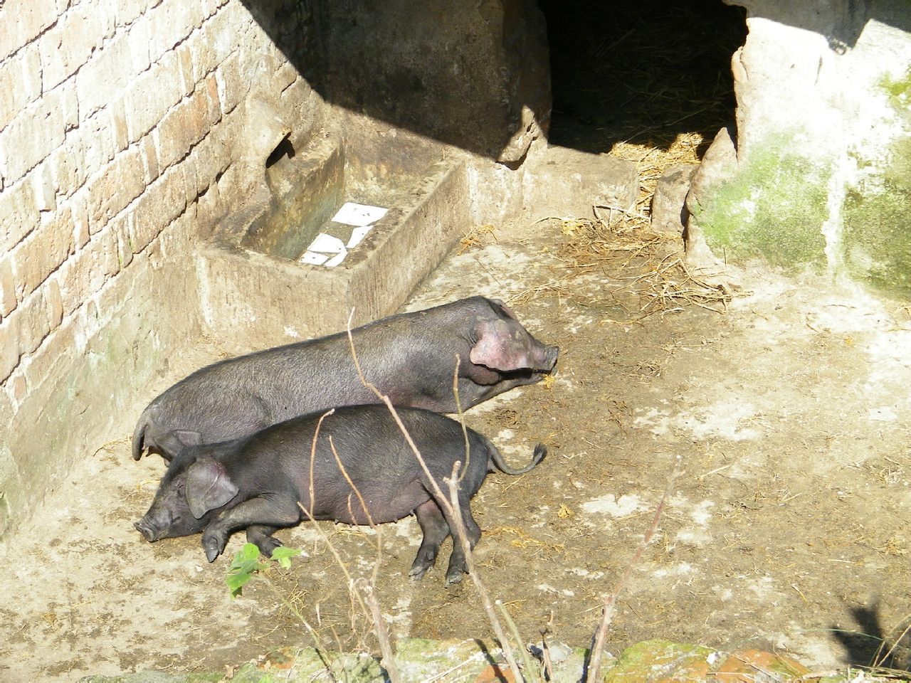 黑土豬 (動物)